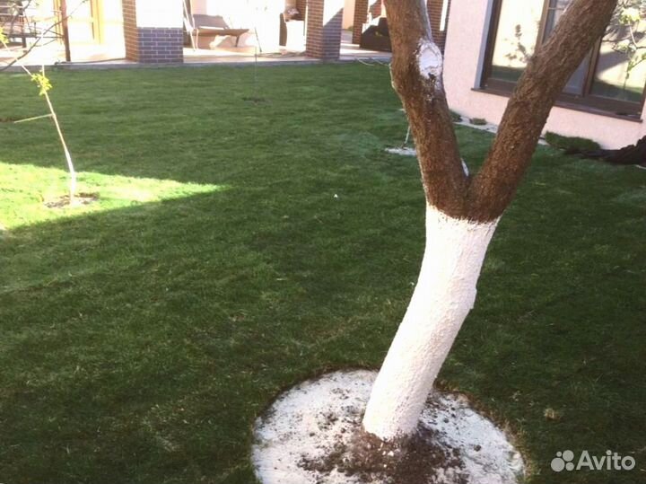 Рулонный газон