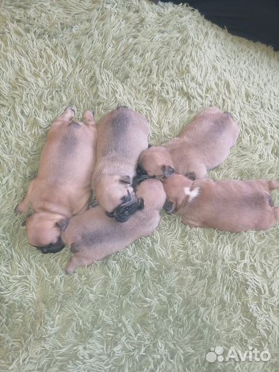 Французский бульдог щенки