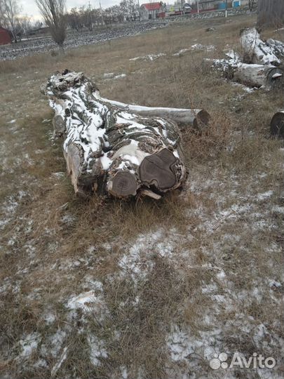 Ствол акации