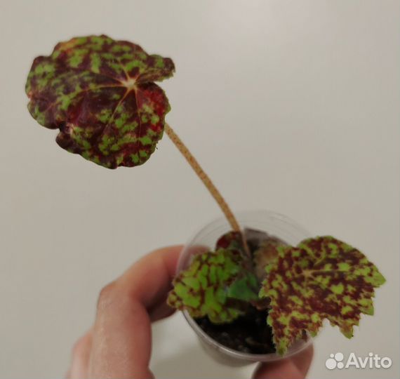 Бегонии декоративно-лиственные