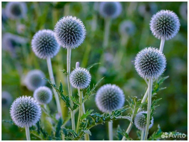 Мордовник декоративный