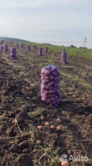 Картофель оптом от производителя