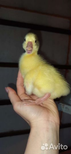 Гусята Линда