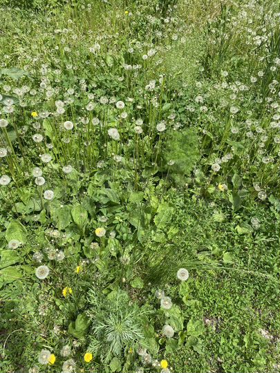 Участок 18 сот. (ИЖС)