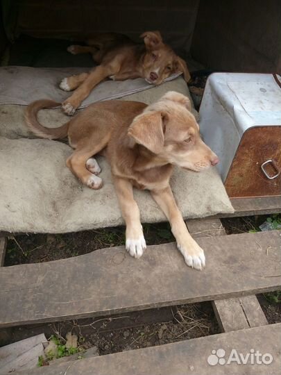 Отдам рыженьких щенков-девочек