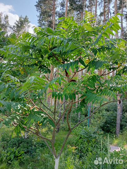 Саженцы сумах оленерогий