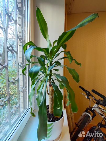 Пальма Драцена (Юкка) Фрагранс