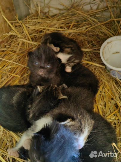 Котята в добрые руки