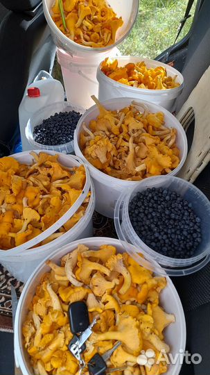 Ягоды голубика свежие.заказы на стопе