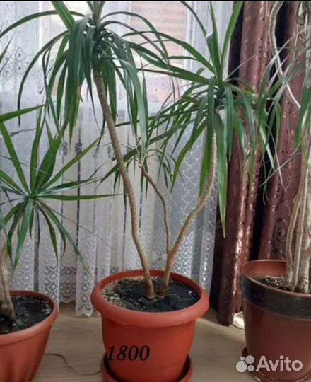 Пальма драцена