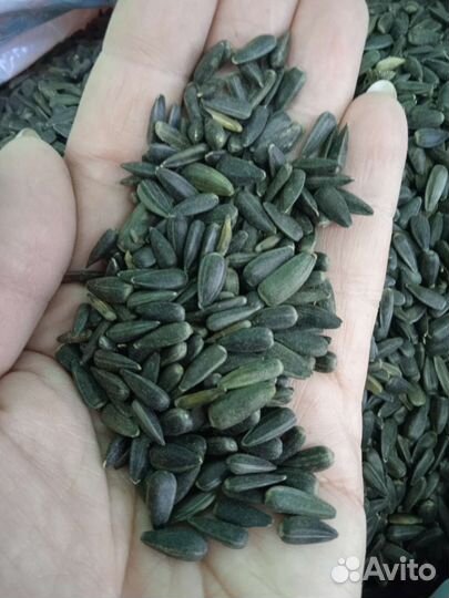 Семена для проращивания