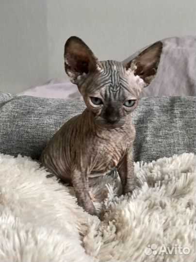 Канадский сфинкс