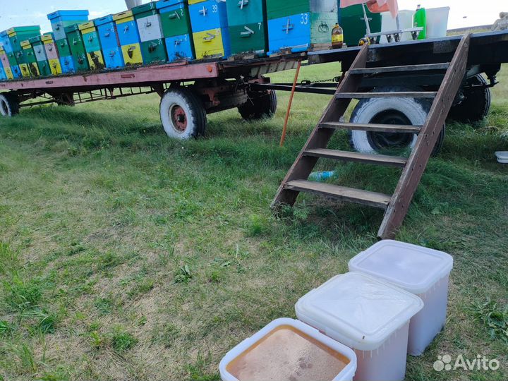 Мёд цветочный свежий