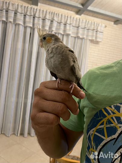 Корелла птенец