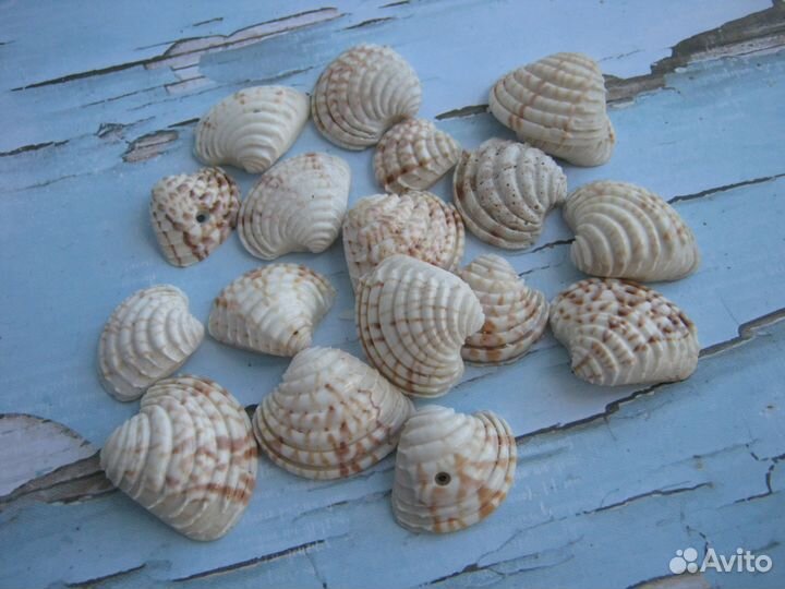 Ракушки натуральные