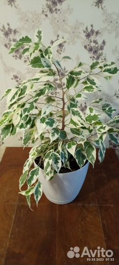 Фикус бенджамина