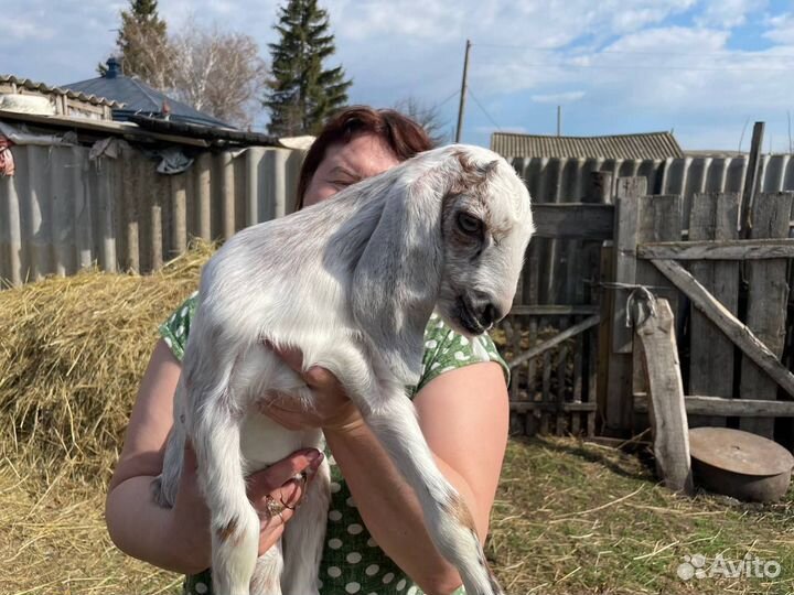 Англо -нубийская козочка