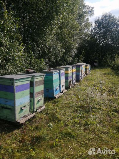 Улей для пчел бу