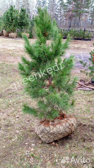 Саженцы Сибирского Кедра 130-170см