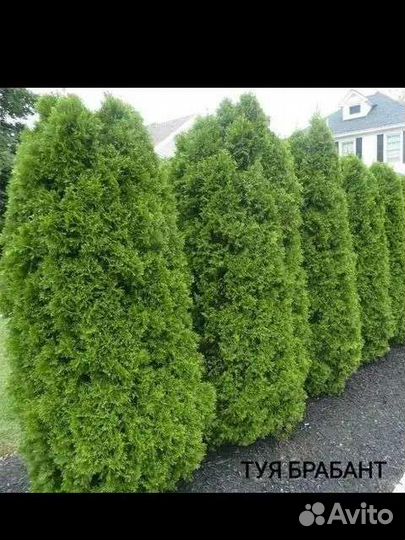 Туя Брабант Смарагд Даника
