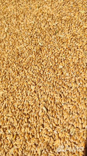 Зерно пшеница ячмень