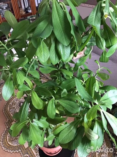 Молочай и хлорофитум полосатый