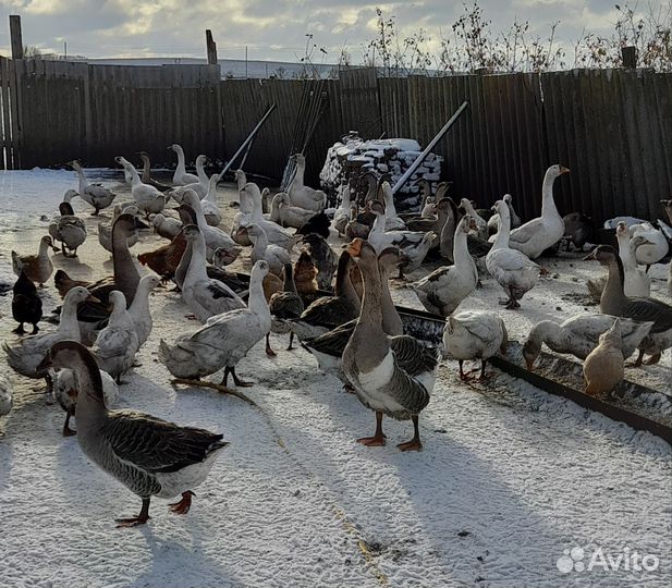 Гусь утки куры