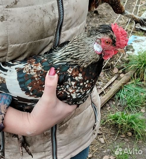 Карликовые петушки