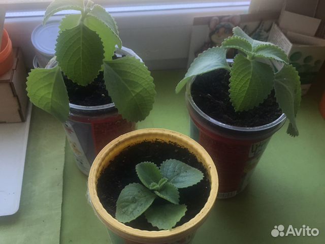 Комнатная мята Плектрантус