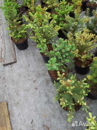 Саженцы ель голубая