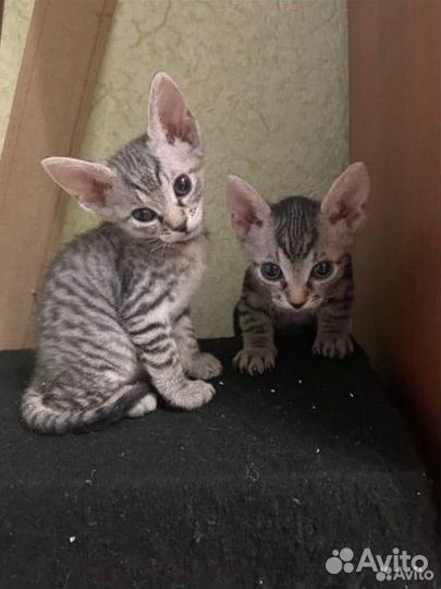 Донской сфинкс котята велюр