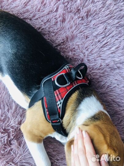 Шлейка для собаки среднего размера