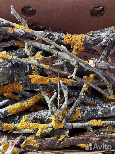 Палочки с лишайником