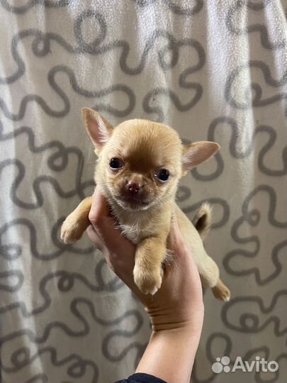 Щенки чихуахуа