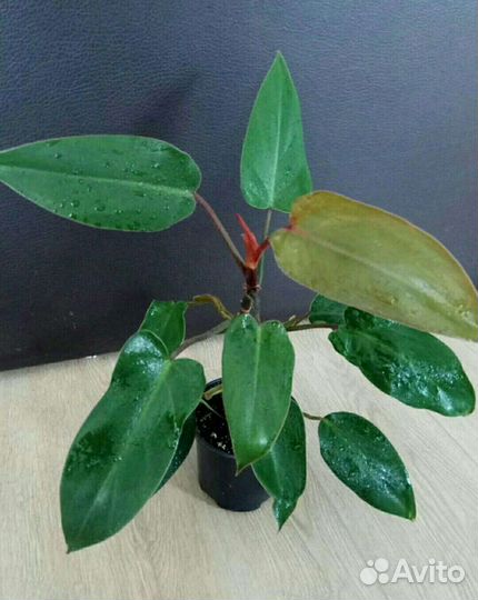 Разные комнатные