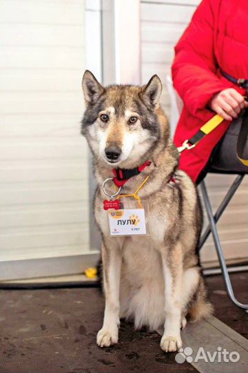 Собака в добрую семью
