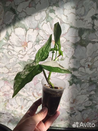 Сингониум панда