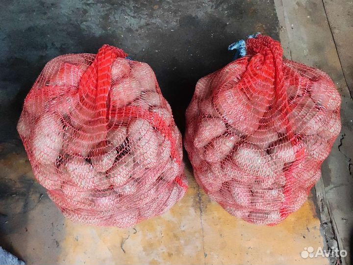 Красная картошка