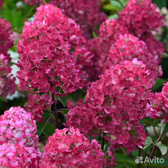 Гортензия метельчатая Самарская Лидия (предзаказ)