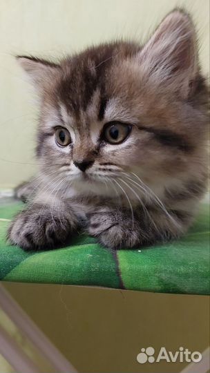 Шотландские котята