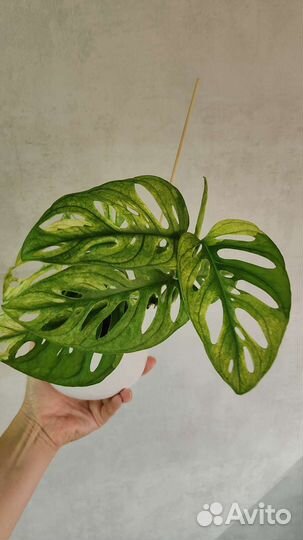 Монстера Адансони вариегатная