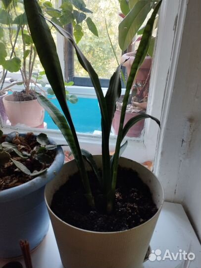 Дендробиум