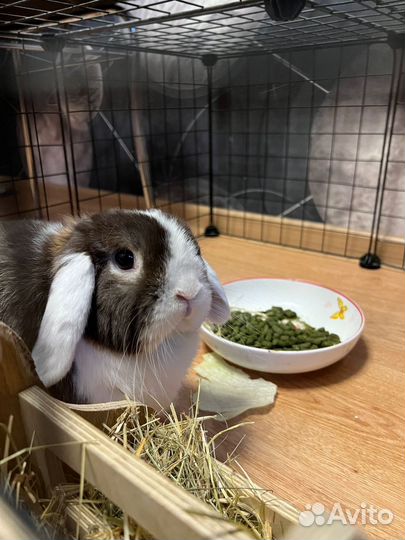 Декоративные кролики вислоухие