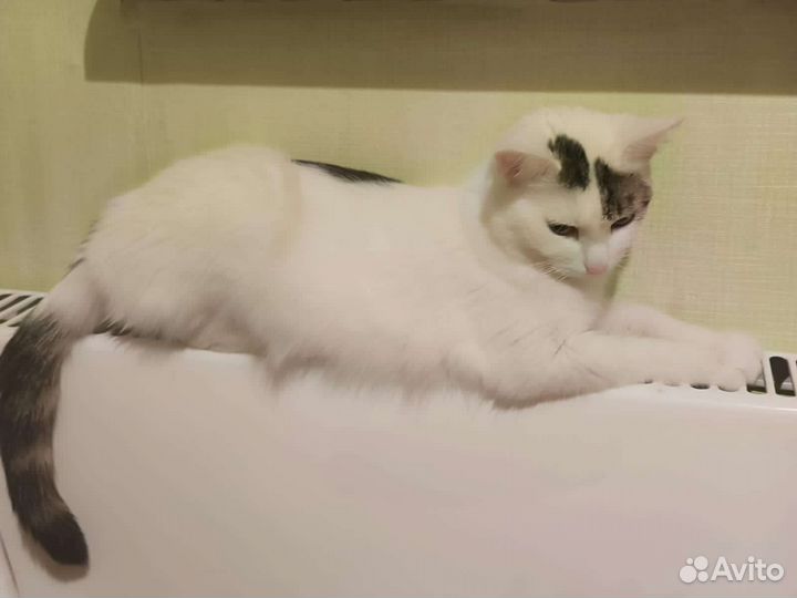 Кошка в дар бесплатно