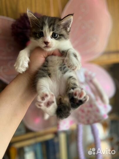 Курильский бобтейл котик