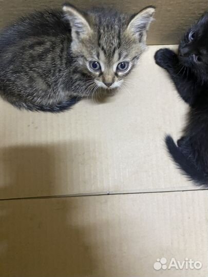 Девочка 1,5 месяца