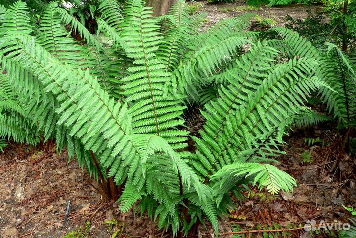 Папоротник садовый