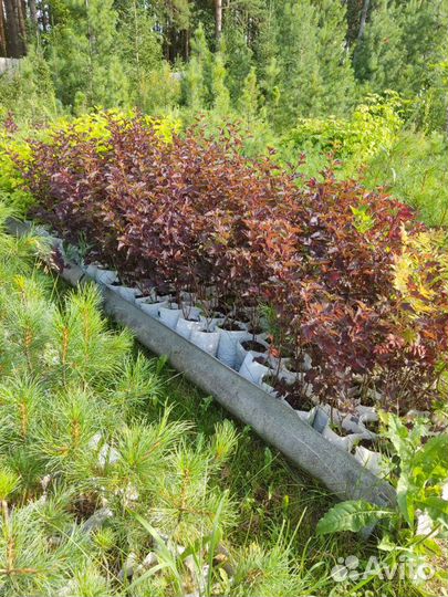 Саженцы пузыреплодника калинолистного