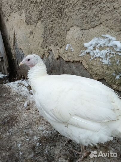 Индюшка молодая