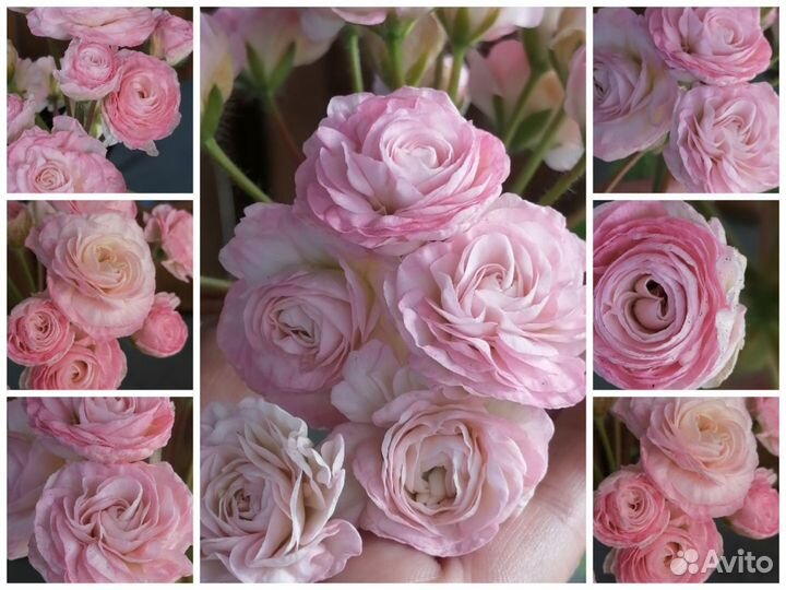 Пеларгонии сортовые коллекционные